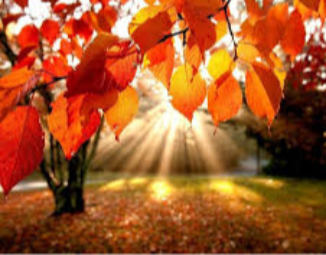 Где-то солнце и цветочки