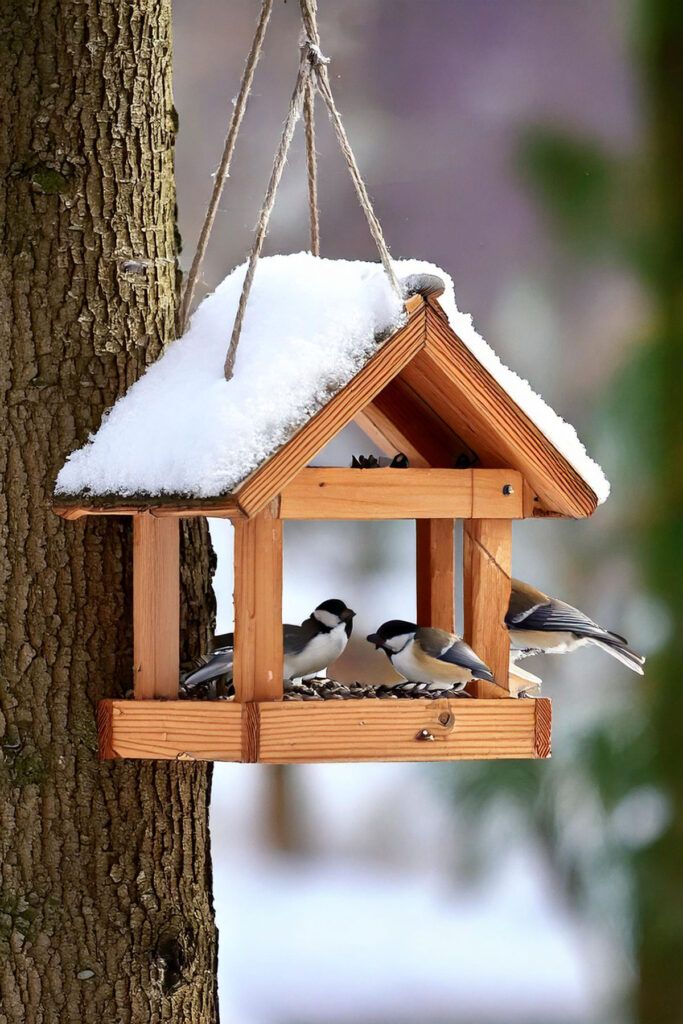 Покормим птичек