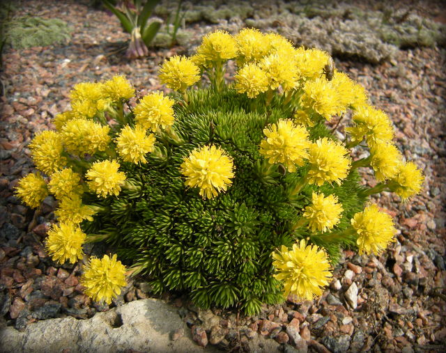 Мыслеформы