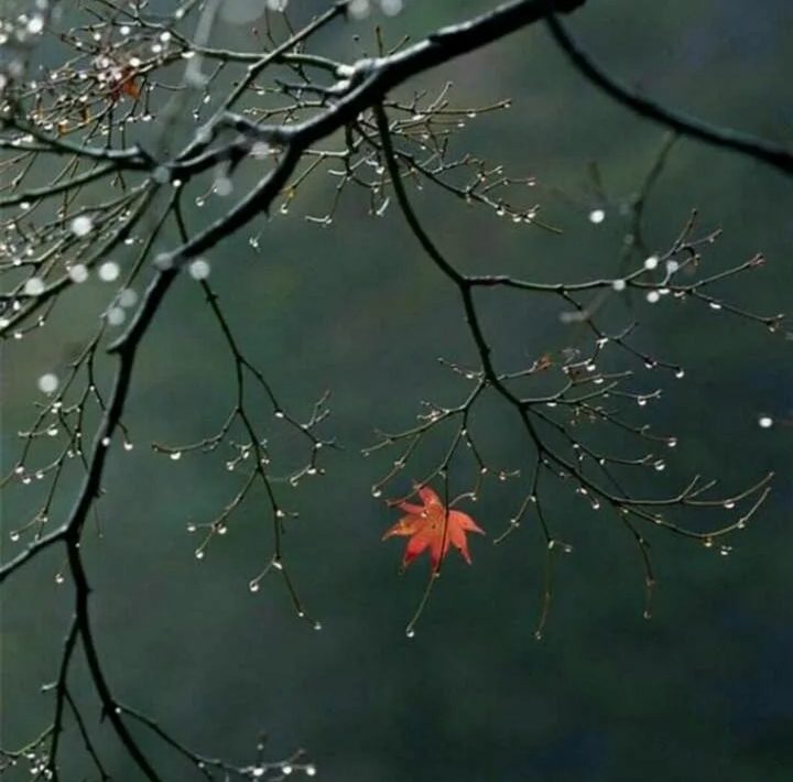 Сегодня осень уходила