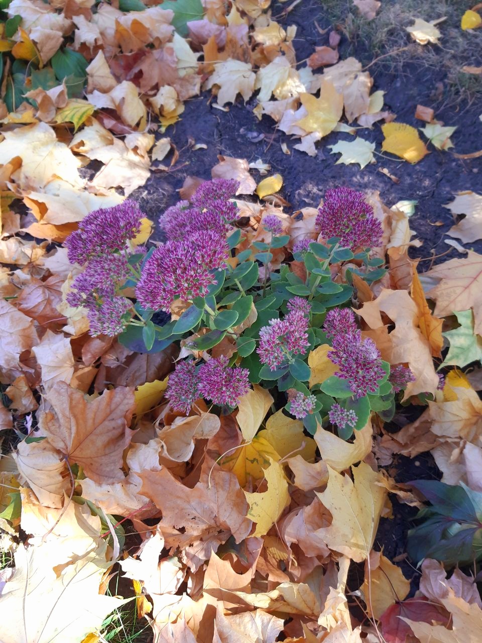 Она же - вдохновение