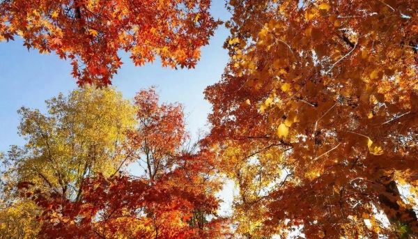 У осени особый вкус