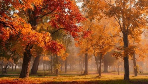 Снова осень, снова сказка