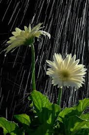 Крылатая птица любовь...