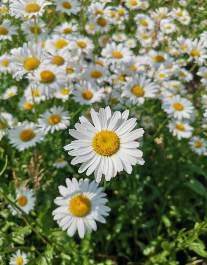 Счастье моё