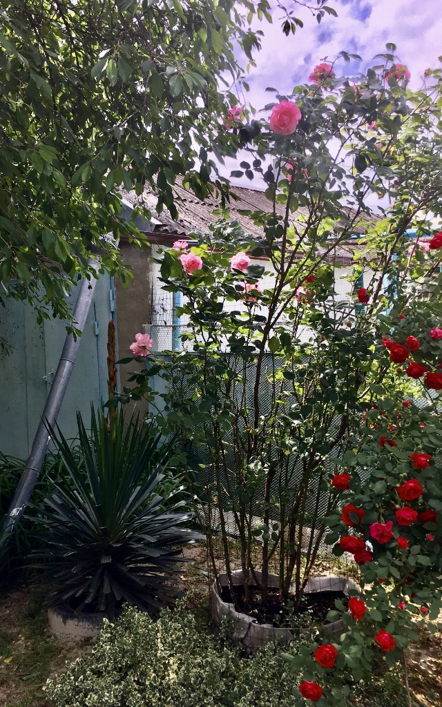 Тепло твоих ладоней