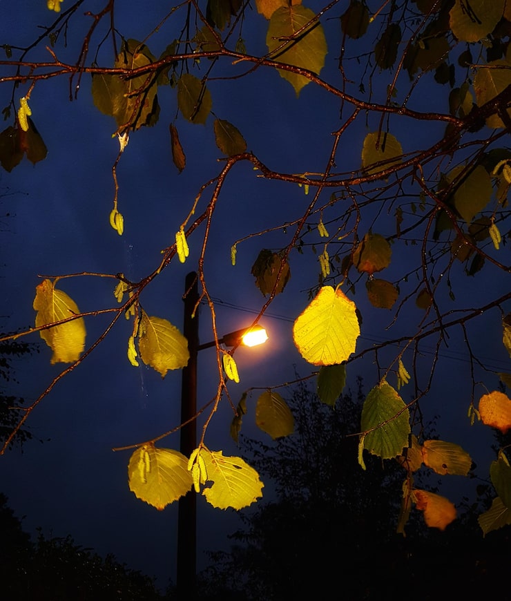 Снов перелётная стая