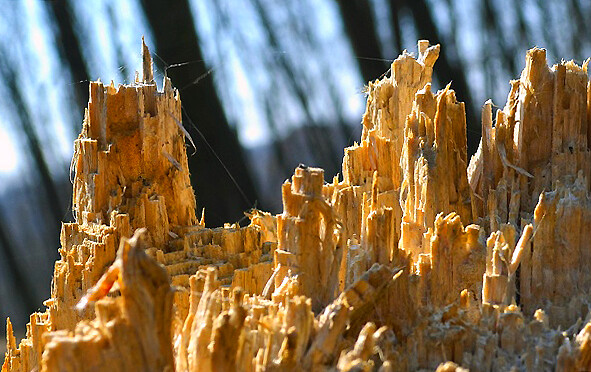 Басня. Как в лесу отчёт писали...