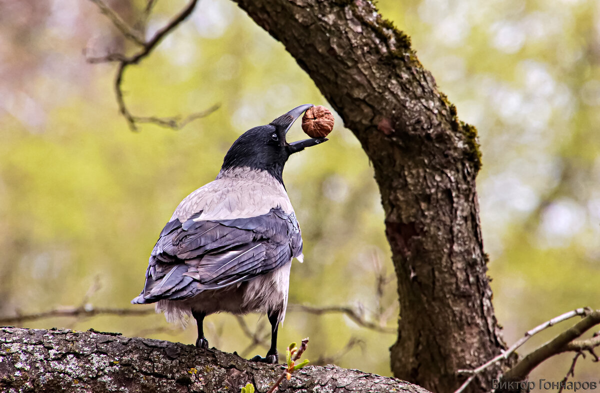 Ворона, орехи и...