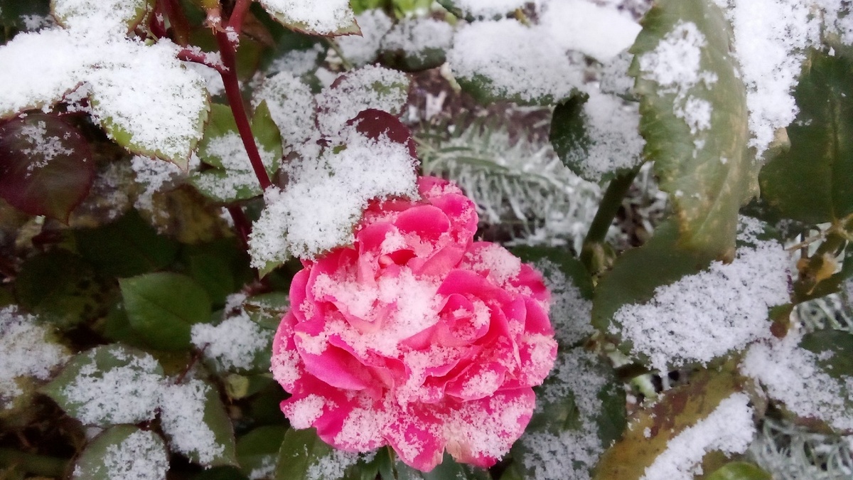 Первый снег