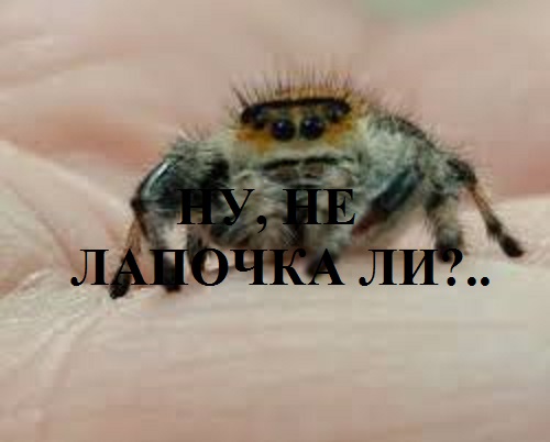 Ну, не лапочка ли?..