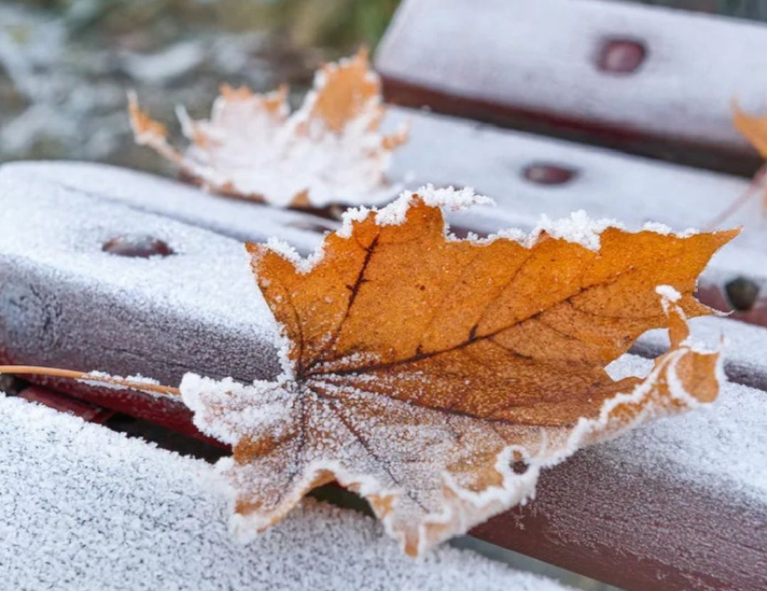 Иней улёгся не ради забавы...