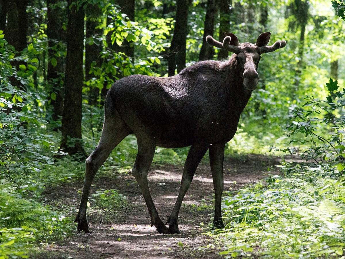 Лосиный остров