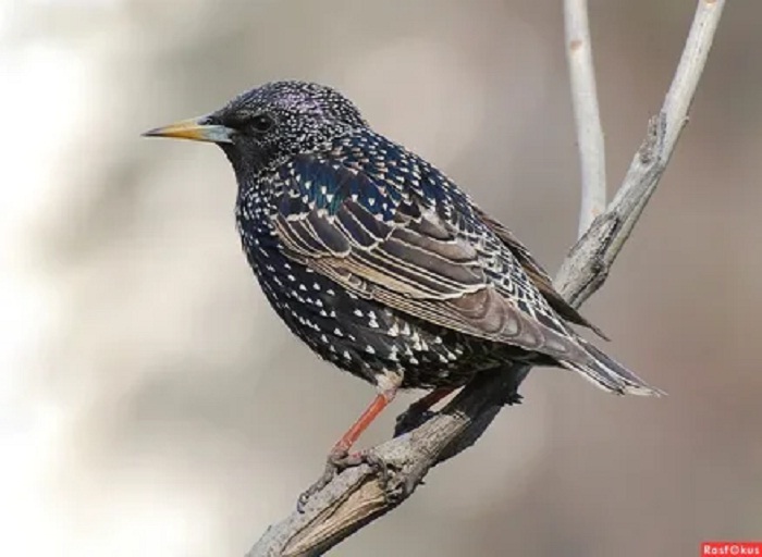 П. П. Дудочкин. Почему хорошо на свете