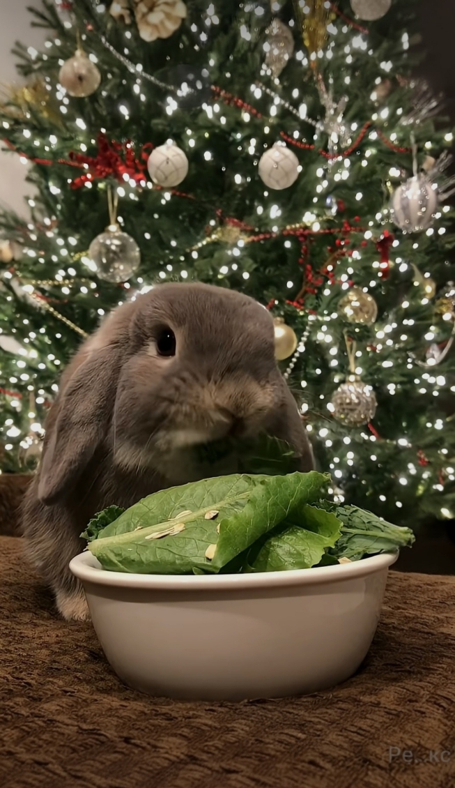 НоводОдний тАзит саАтита дъя зАйчита