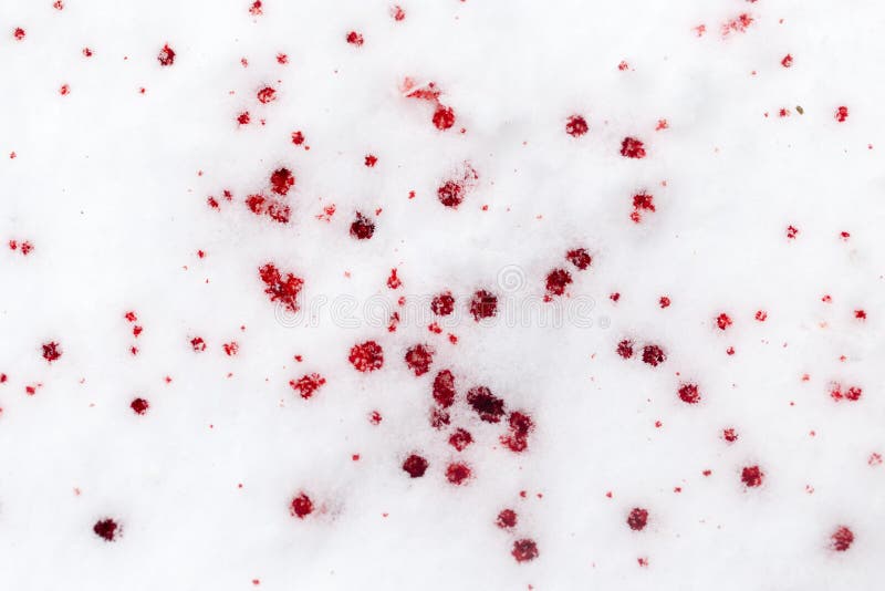 Сердце камнем станет