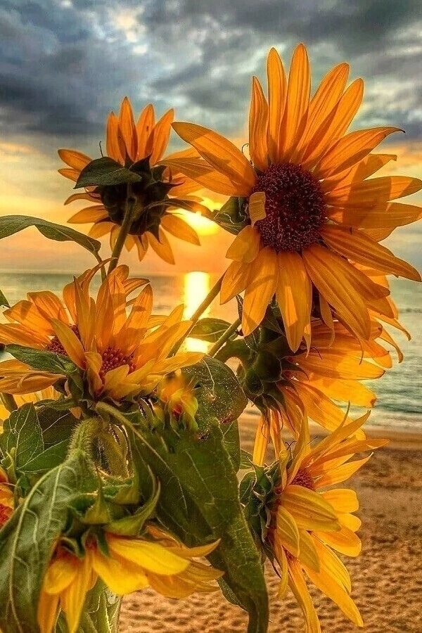 Сжимается сердце