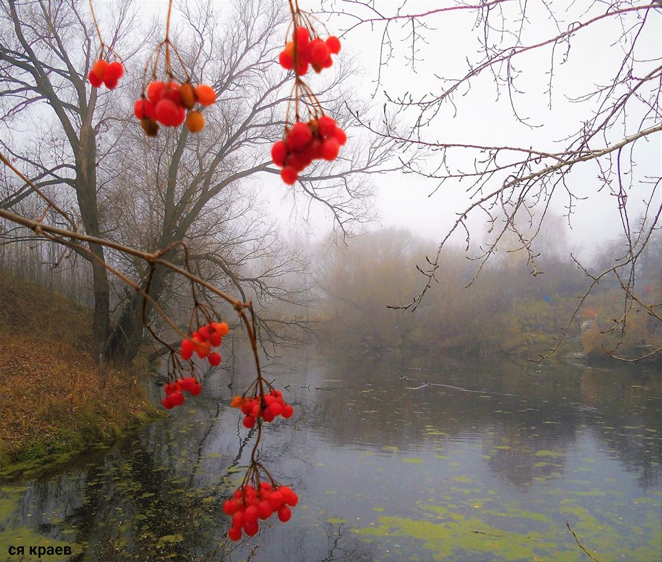 Калина в предзимье