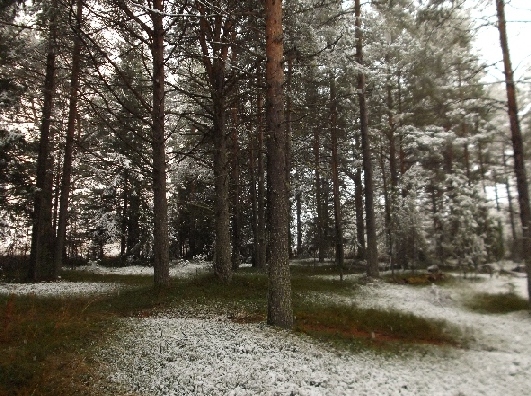 Сколько в теперешнем виде снежинок?