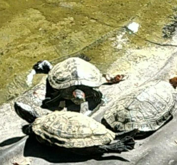 Сплошное болото