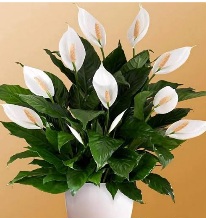 Женское Счастье