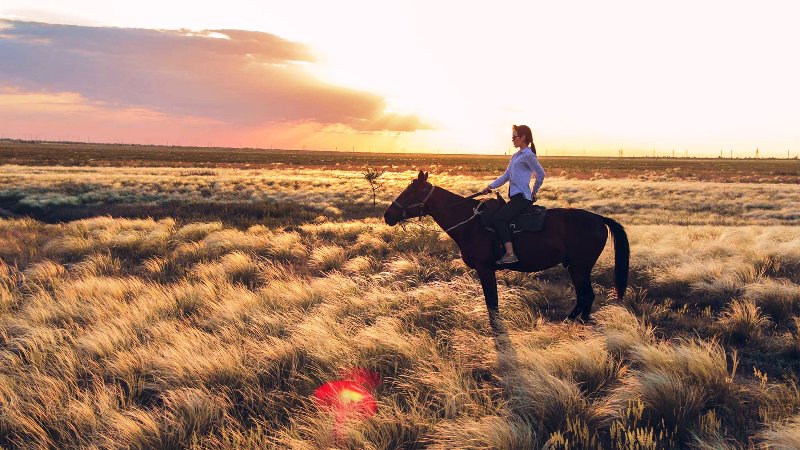 Унеси меня конь