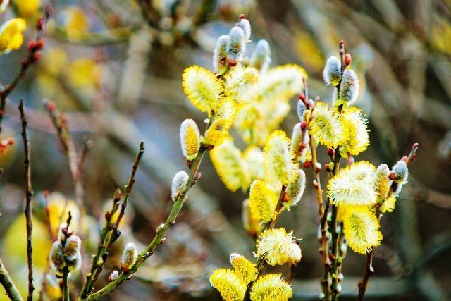 Апрельская игра